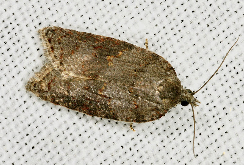 17 Tortricidae - Acleris sparsana